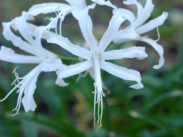 Nerine bowdenii white con (7) Very hardy   Deciduous bulbous plant   Large white flowers   Cut flowers   Container plants   Enjoy being crowded together   Rare